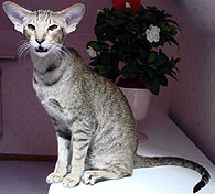 Kattilan Let´s Be Friends