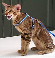 Al Manar Silver Moire *RUS