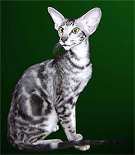 Tabita Kaley Happy Jungle