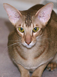 Felichaun Vivida de Lis