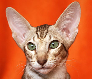 Taiyoukai Gol D. Ace