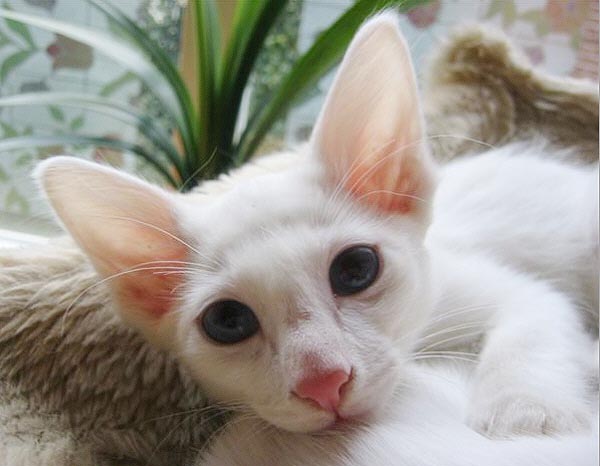 Foto: Hetty Zonnebeld