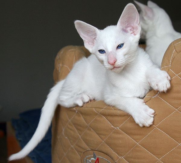Foto: Carolin Skirl