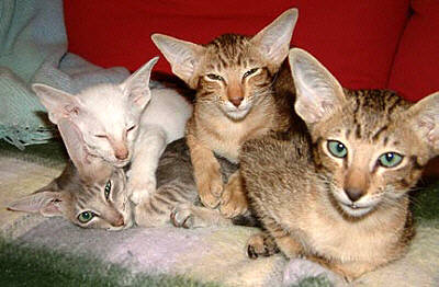 Ednywain 11 Wochen   Foto: Joann Hanmer