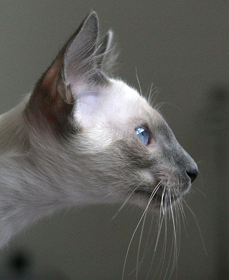 Foto: Carolin Skirl