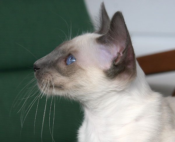 Foto: Carolin Skirl