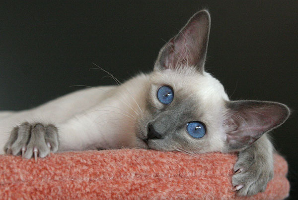 Foto: Carolin Skirl