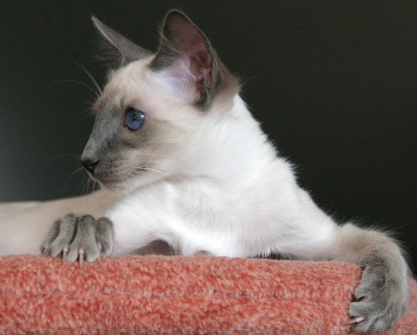 Foto: Carolin Skirl