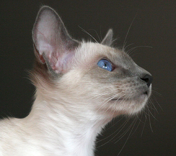 Foto: Carolin Skirl