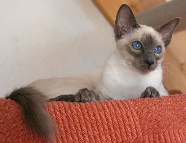 Foto: Carolin Skirl
