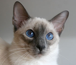 Taiyoukai Jurojin von Collioure