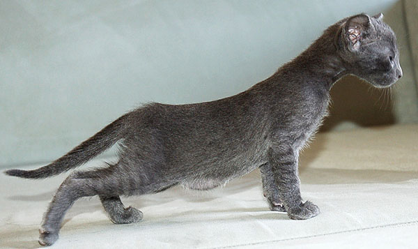 Foto: Bua Luang Cattery