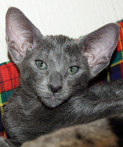 Foto: Bua Luang Cattery