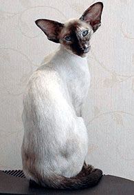 Bergbackens Rosa Rugosa