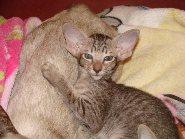 Foto: Alamoana Cattery