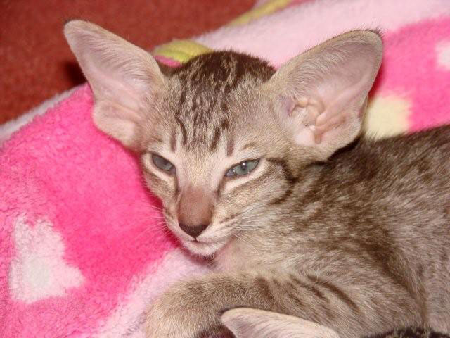 Foto: Alamoana Cattery