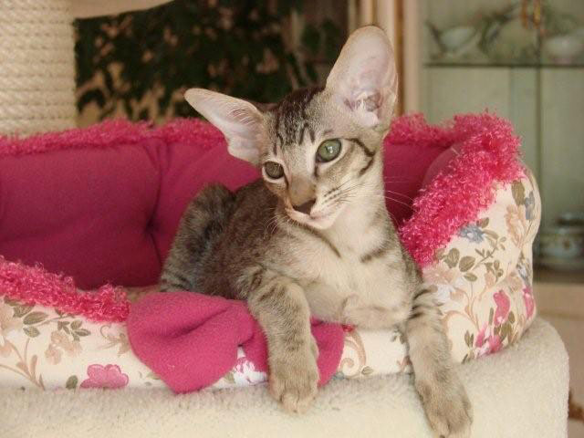 Foto: Alamoana Cattery