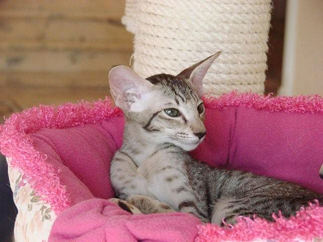 Foto: Alamoana Cattery