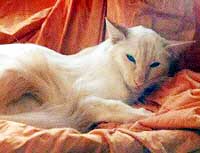 Bewitching Blond Bombshell