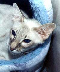 Tassams Chakra of Nekonoshiro