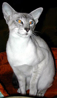 Cymru Cath´s Gwenddydd