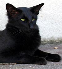 Shilby Lines Lee Roy