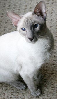 Scotmar Arjun Moonfruit