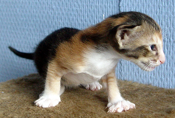 Foto: Astrid Kamerling