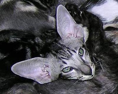 Foto: Svetlana Kustova