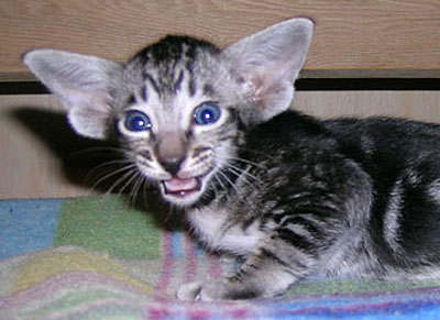 Foto: Svetlana Kustova