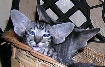 Foto: Svetlana Kustova