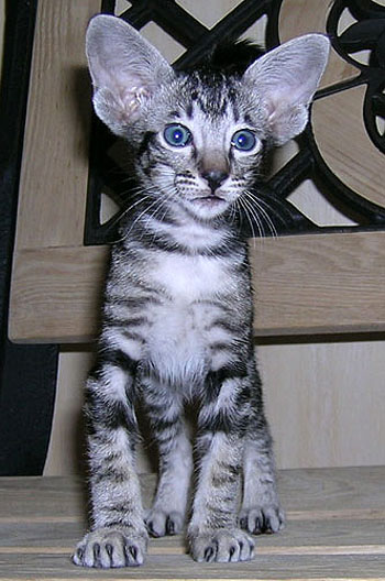 Foto: Svetlana Kustova